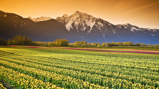 Flower field mountains sunset sky free wallpaper for desktop - medium preview image
