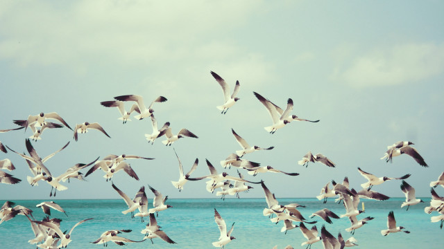 Seagulls ocean sunny day clouds free wallpaper for desktop - medium preview image