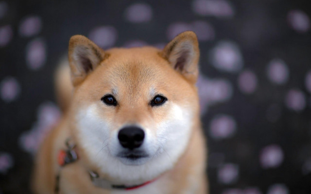 Dog smile shiba inu bokeh free wallpaper for desktop - medium preview image