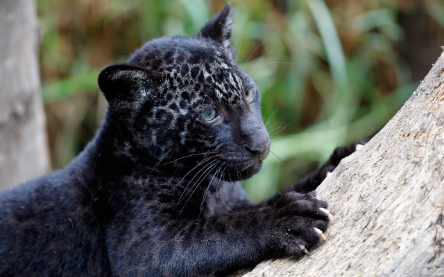 Black leopard cub curious sitting free wallpaper for desktop - medium preview image
