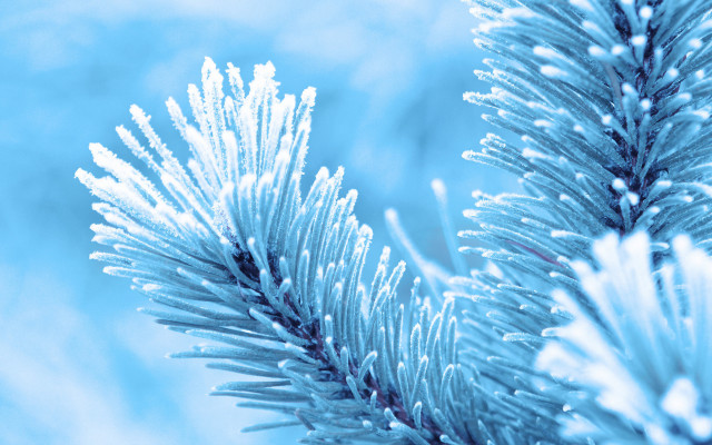 Pine snow needles blue sky free wallpaper for desktop - medium preview image