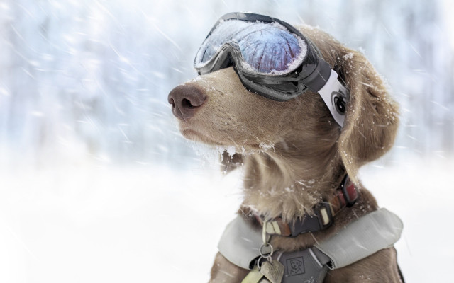 Dog goggles snow jacket snowfall free wallpaper for desktop - medium preview image