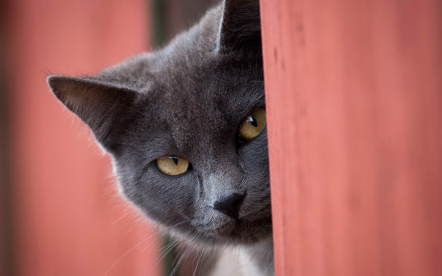 Cat peeking fence yellow eyed free wallpaper for desktop - medium preview image