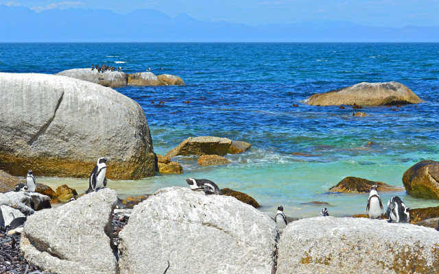 Penguins rocky shoreline ocean blue free wallpaper for desktop - medium preview image