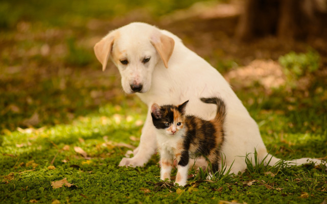 Dog kitten grass outdoors blurry free wallpaper for desktop - medium preview image