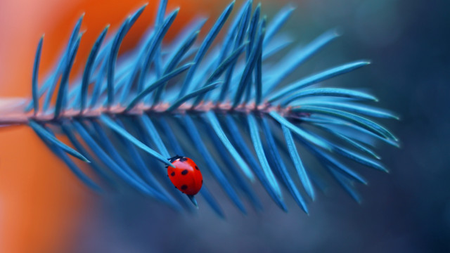 Ladybug blue pine branch macro free wallpaper for desktop - medium preview image