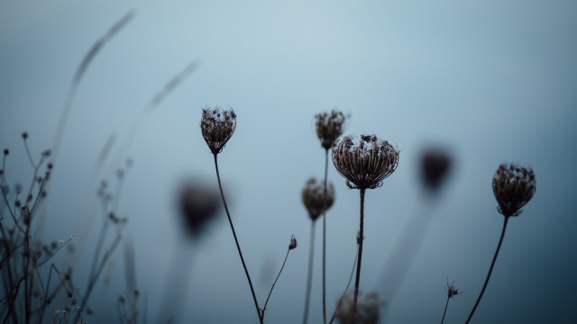Flowers grass sky stems shallow free wallpaper for desktop - medium preview image