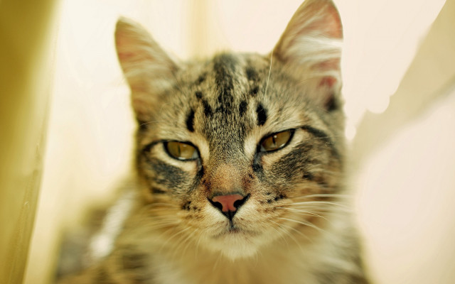 Cat chair closeup shallowdepth animalfocus free wallpaper for desktop - medium preview image