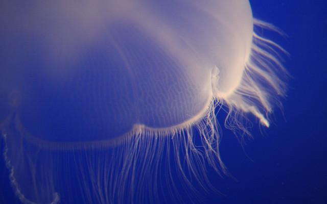 Jellyfish closeup bioluminescence blue reflection free wallpaper for desktop - medium preview image