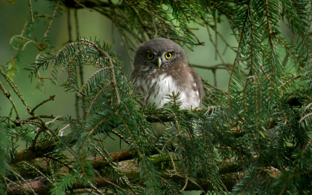 Bird bamboo forest jigsaw animal free wallpaper for desktop - medium preview image
