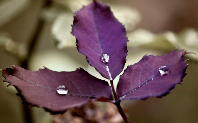 Purple leaf water droplets macro free wallpaper for desktop - medium preview image