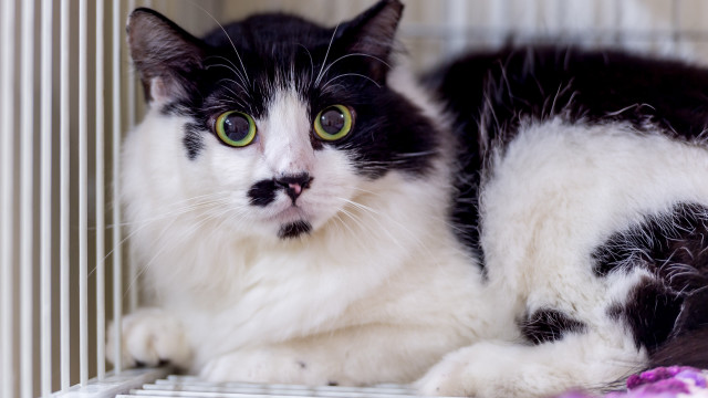 Black and white cat sad free wallpaper for desktop - medium preview image