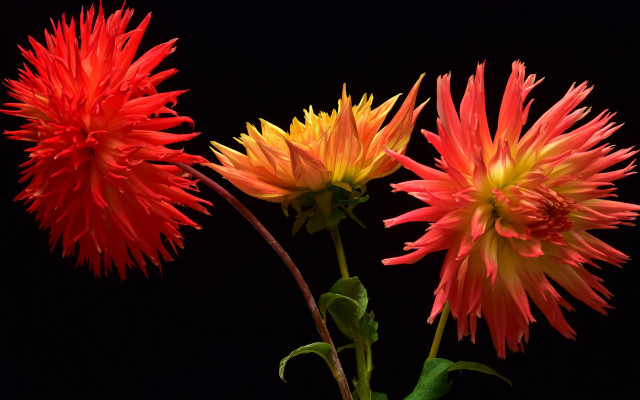 Three flowers vase table black free wallpaper for desktop - medium preview image