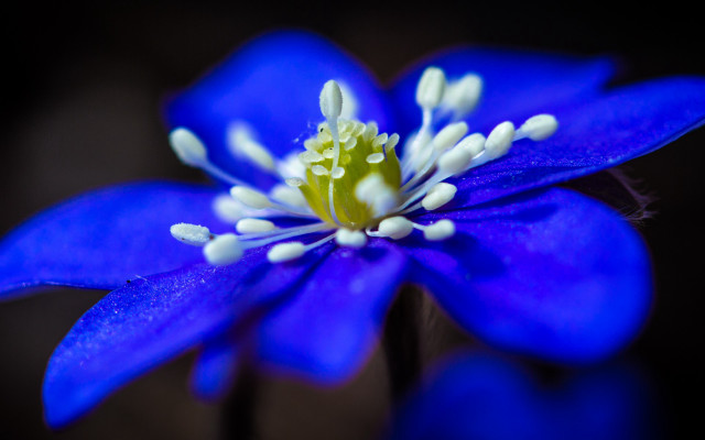 Blue flower white stamens yellow #2 free wallpaper for desktop - medium preview image