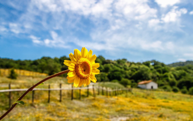 Sunflower field fence house ecological free wallpaper for desktop - medium preview image