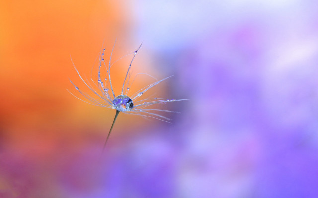 Dandelion water droplets colorful background free wallpaper for desktop - medium preview image