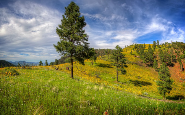 Grassy hill trees flowers cloudy free wallpaper for desktop - medium preview image