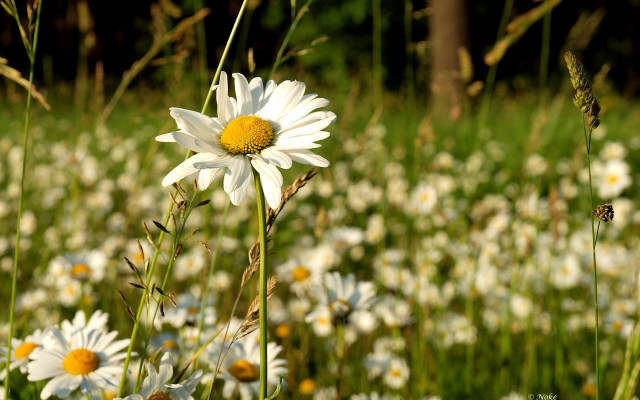 Daisy field flower bokeh nature free wallpaper for desktop - medium preview image