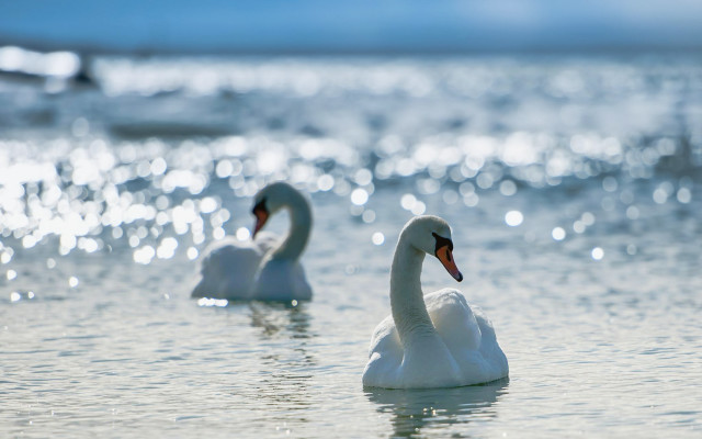 White swans lake beach blurry free wallpaper for desktop - medium preview image