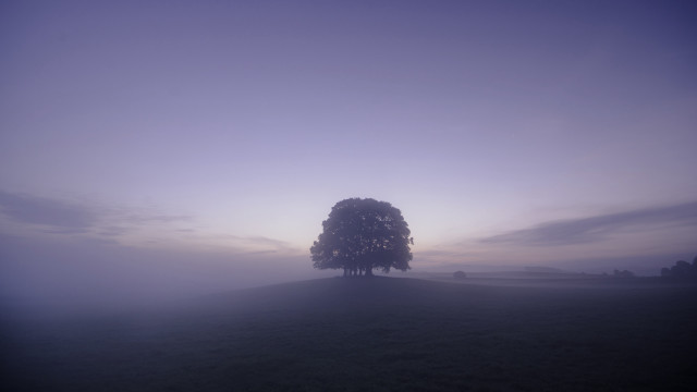 Lone tree foggy field purple free wallpaper for desktop - medium preview image