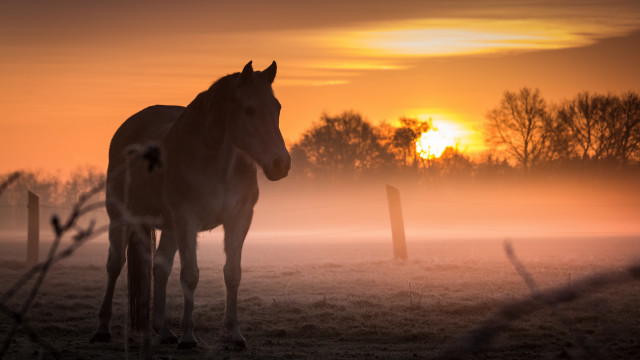 Horse field sunset fog autumn free wallpaper for desktop - medium preview image