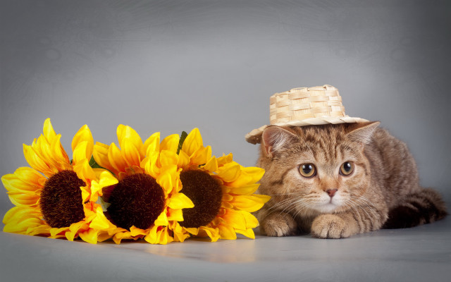 Cat sunflower basket hat gray free wallpaper for desktop - medium preview image