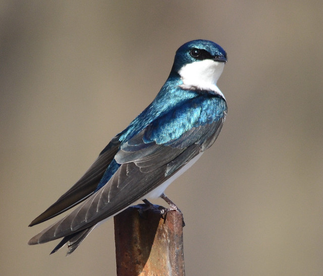 Blue white bird on wooden free wallpaper for desktop - medium preview image