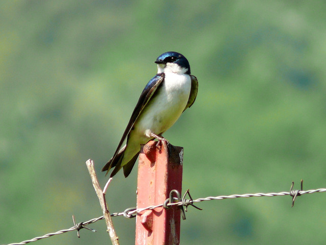 Small bird wooden post barbed free wallpaper for desktop - medium preview image