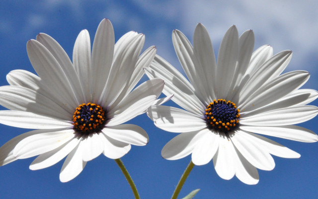 Two white flowers blue sky free wallpaper for desktop - medium preview image