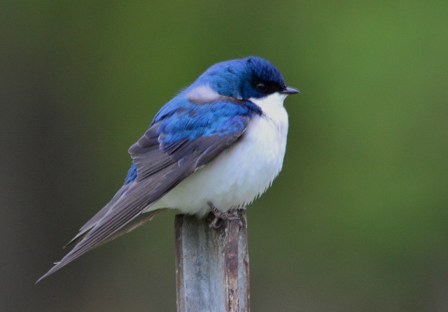 Blue white bird wooden post free wallpaper for desktop - medium preview image