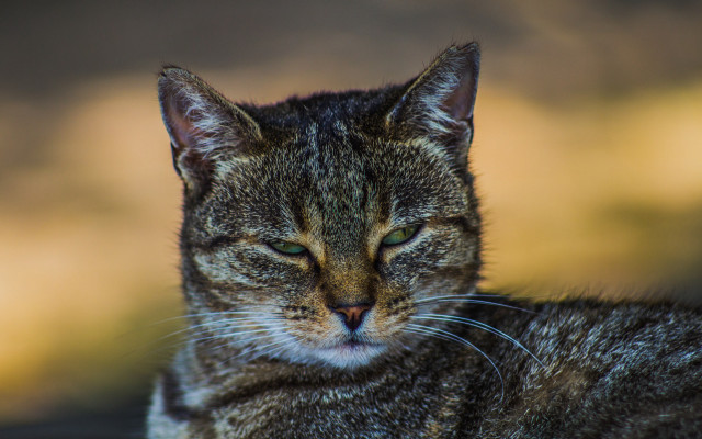 Cat closed eyes blurry background free wallpaper for desktop - medium preview image