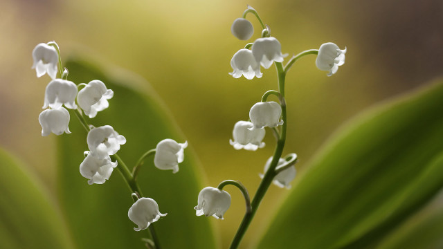 Flower macro blurry background depth #2 free wallpaper for desktop - medium preview image