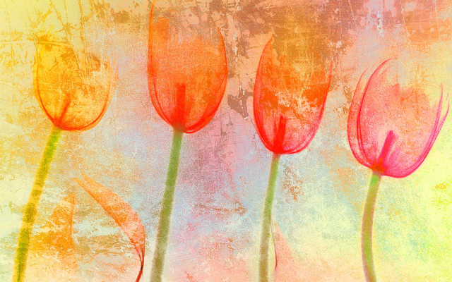 Red flowers yellow background blue free wallpaper for desktop - medium preview image