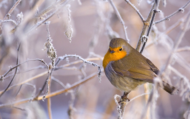 Ice frosted branch bird yellow free wallpaper for desktop - medium preview image