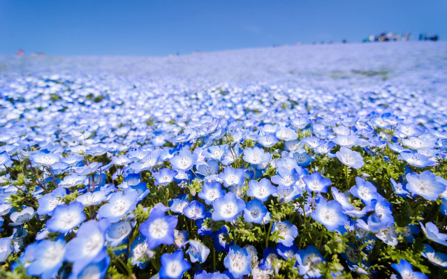 Blue flower field sky cloud free wallpaper for desktop - medium preview image