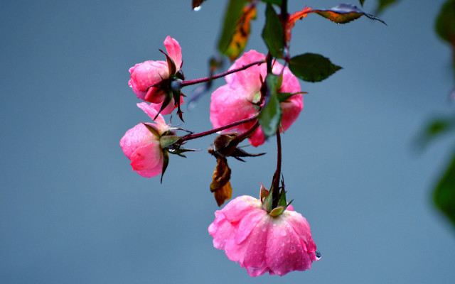 Pink flower green leaves blue #7 free wallpaper for desktop - medium preview image