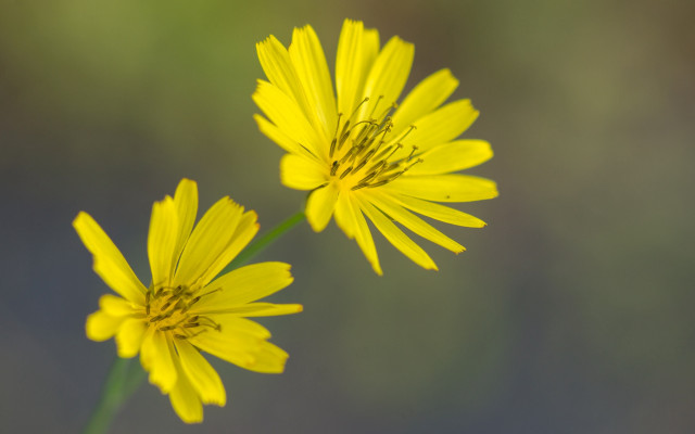 Yellow flower daisy lotus sunflower free wallpaper for desktop - medium preview image