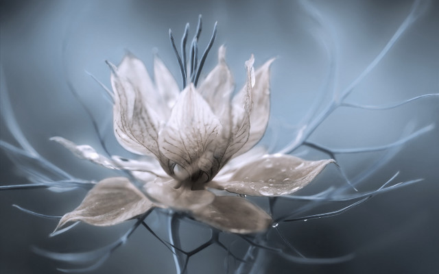 White flower blue background water free wallpaper for desktop - medium preview image