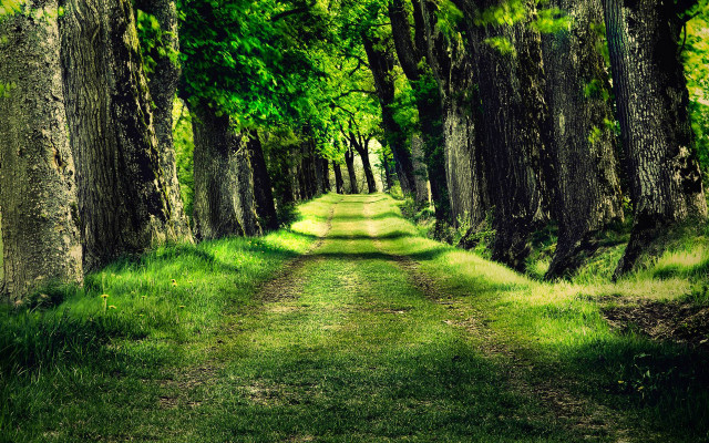 Dirt road forest trees grass #4 free wallpaper for desktop - medium preview image