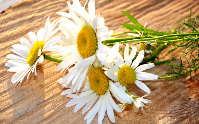 Daisies wooden table green stems free wallpaper for desktop - medium preview image