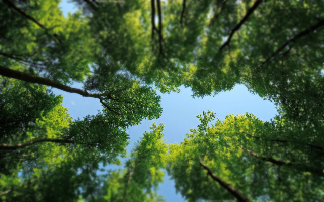 Tree canopy blue sky green free wallpaper for desktop - medium preview image