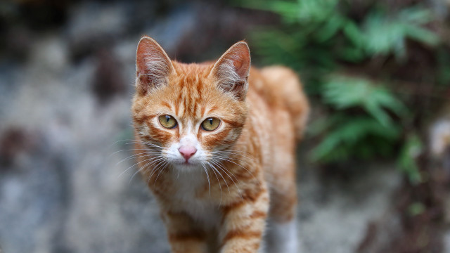 Cat rock bokeh motion blur free wallpaper for desktop - medium preview image