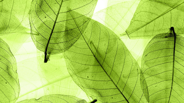 Green leaf ecological art macro free wallpaper for desktop - medium preview image