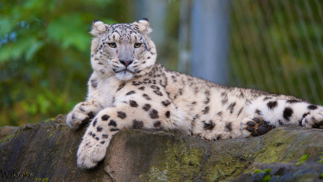 Snow leopard rock zoo trees free wallpaper for desktop - medium preview image