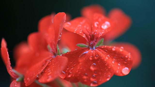Red flower water droplets macro #11 free wallpaper for desktop - medium preview image