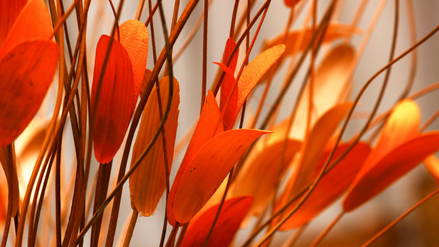 Orange flowers stems white wall free wallpaper for desktop - medium preview image
