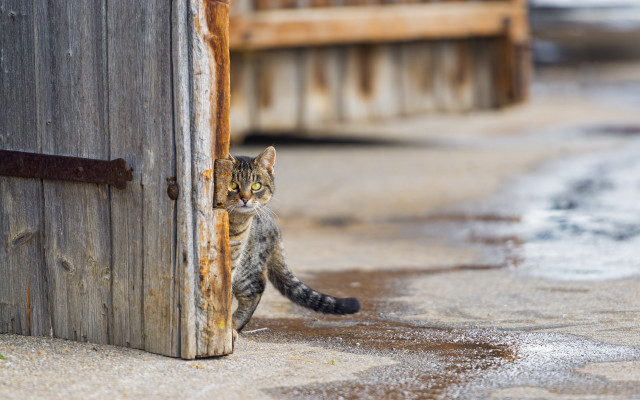 Cat standing wooden door looking free wallpaper for desktop - medium preview image