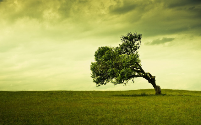 Lone tree grassy field cloudy #16 free wallpaper for desktop - medium preview image