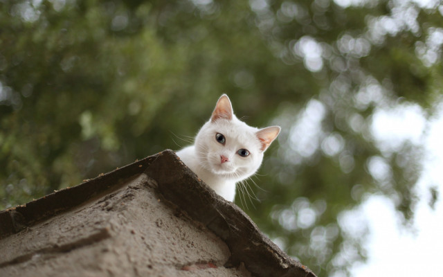 White cat roof tree building free wallpaper for desktop - medium preview image