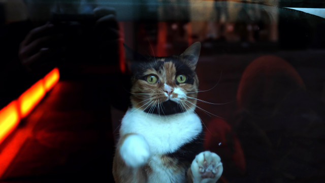 Black cat glowing eyes window free wallpaper for desktop - medium preview image